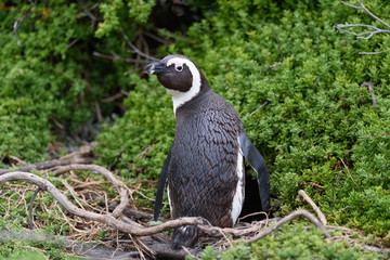 penguin Spheniscus demersus in south africa 