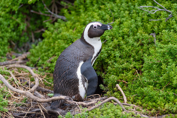 penguin Spheniscus demersus in south africa 