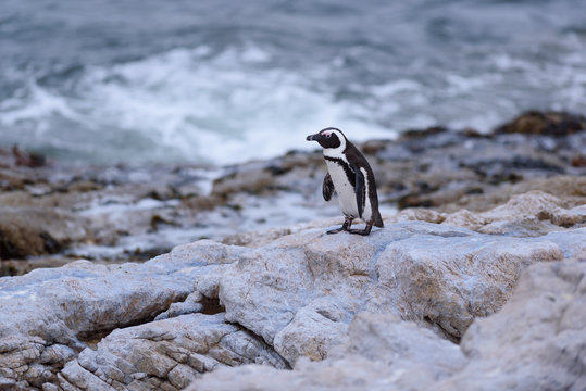 penguin Spheniscus demersus in south africa 