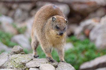 cute Dassie sitting on cliff - Klippschliefer Africa Safari 