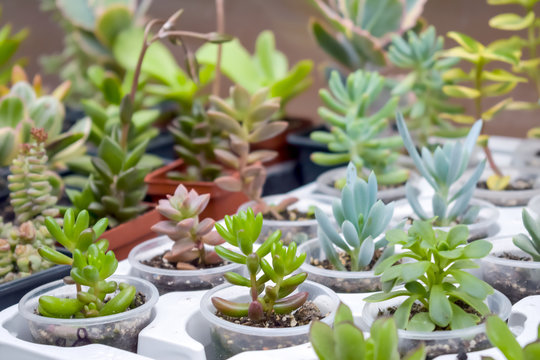 Close up of different varietal agave succulent plants in pots, selective focus. various types of succulent plant pot - echeveria, Graptoveria, Haworthia, sempervivum, flowering house, house plants