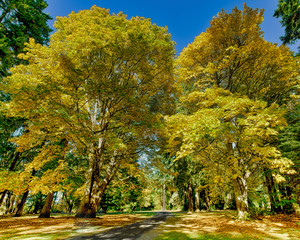 Naklejka premium Autumn in the Park