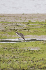 Redshank