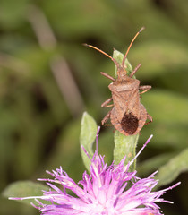 Shield Bug