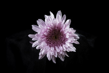 Flower on black background