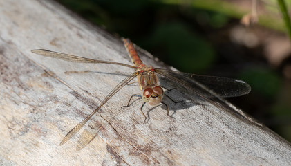 Common Darter