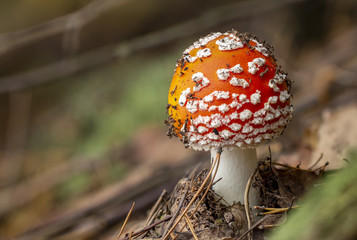 Amanita muscaria fly agaric red mushrooms with white spots in grass