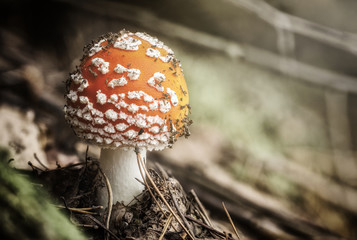Amanita muscaria fly agaric red mushrooms with white spots in grass