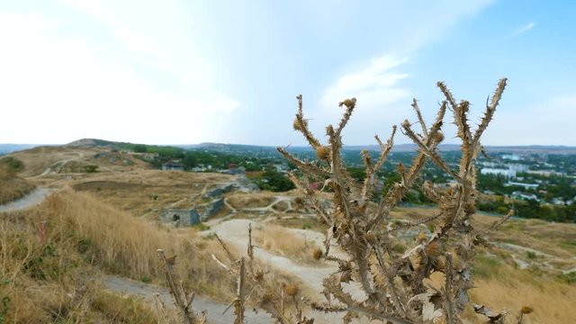 Carduus crispus. Dried thistle thorny plant on the outskirts of the city. The plant sways in the wind.