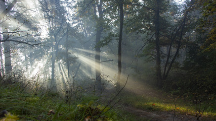Obraz premium Morning freshness in a beautiful autumn face, a ray of sunshine passes through the branches of redays at dawn