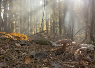 Morning freshness in a beautiful autumn face, a ray of sunshine passes through the branches of redays at dawn