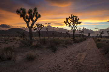 Joshua Tree National Park at Dusk