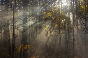 Morning freshness in a beautiful autumn face, a ray of sunshine passes through the branches of...