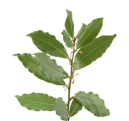 Branch of bay leaf