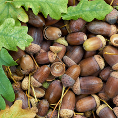 Leaves of oak tree and acorns. Autumnal background.