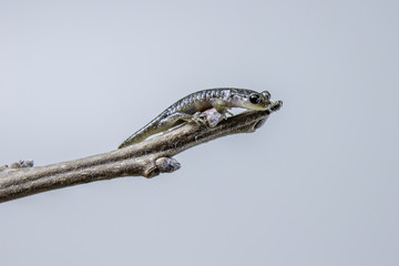 Northwestern Salamander baby on tree branch