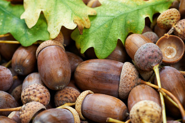 Leaves of oak tree and acorns. Autumnal background.