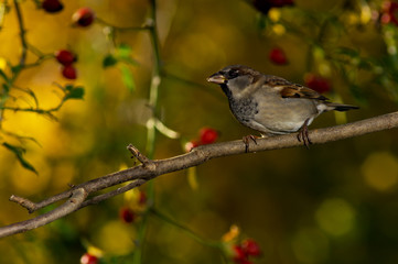 Backlit yet dramatic and close up photo of a bird with yellow foliage as background