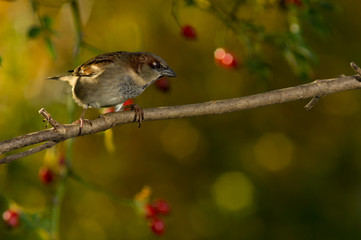 Back lit yet dramatic footage of a sparrow bird with yellow and red foliage as background