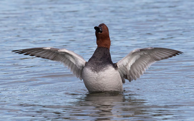 Male Pochard Flapping