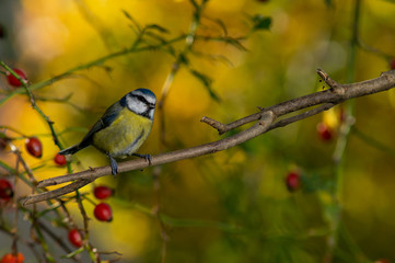 Close up photo of Great tit bird with yellow blurry foliage as background