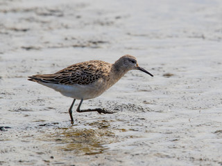 Female Ruff
