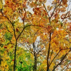Hand drawing watercolor art on canvas. Artistic big print. Original modern painting. Acrylic dry brush background. Beautiful autumn landscape. Wonderful travel view. Charming tree with yellow leaves.