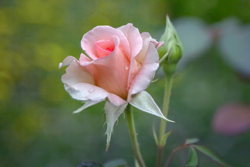 Close-up of pink rose in a garden.