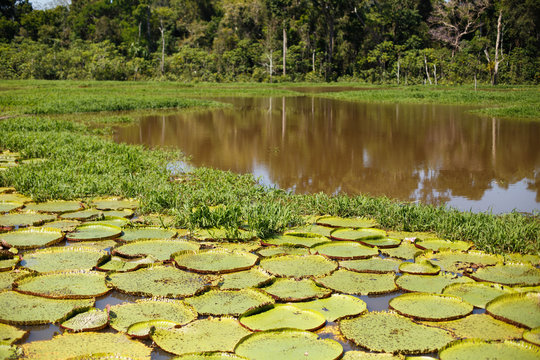 Vitoria Regia 