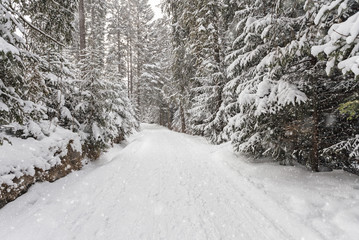 Fototapeta premium Blizzard in winter forest
