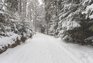 Blizzard in winter forest