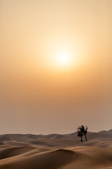 Fototapeta na wymiar Sunset in the desert with lonely trees, UAE