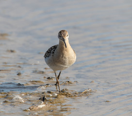 Female Ruff