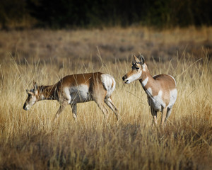 Pronghorn