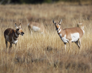 Pronghorn