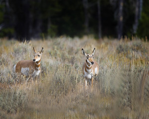 Pronghorn