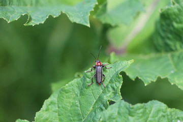 bug on leaf