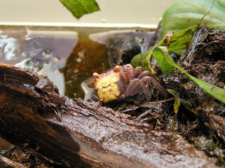 crab geosesarma vampire