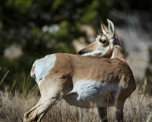 Pronghorn