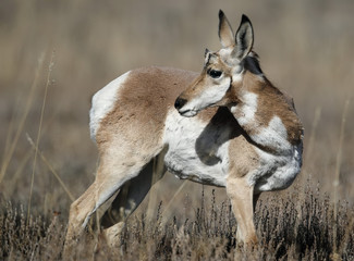 Pronghorn