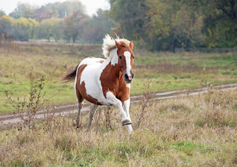 The beautiful skewbald horse gallops on an autumn meadow