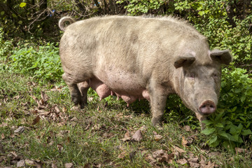 A big pig in nature, 2019 is the year of a pig,pet, pig eating grass