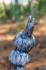 Two knots on a dead tree limb