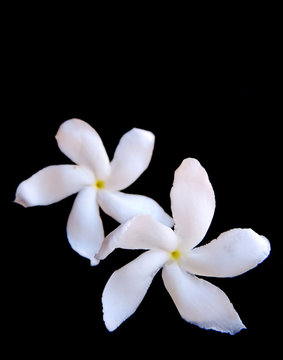 Close up macro image of two crape jasmine or pinwheel flowers