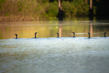 cormorants flowing by the river in the light of the setting sun.