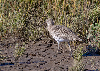 Curlew