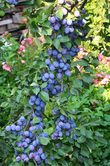 plum,background,beautiful,beauty,bloom,blooming,blossom,botany,bright,closeup,color,colorful,day,environment,farm,flora,floral,flower,fresh,garden,gardening,green,ground,grow,growing,growth,healthy
