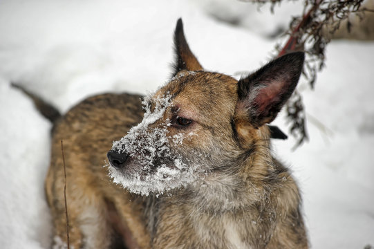 small pooch dog half-breed terrier on a leash in the snow