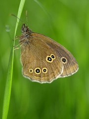 Obraz premium Schornsteinfeger