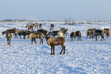 Yamal peninsula, Siberia. A herd of reindeer in winter, Reindeers migrate for a best grazing in the tundra nearby of polar circle in a cold winter day.
